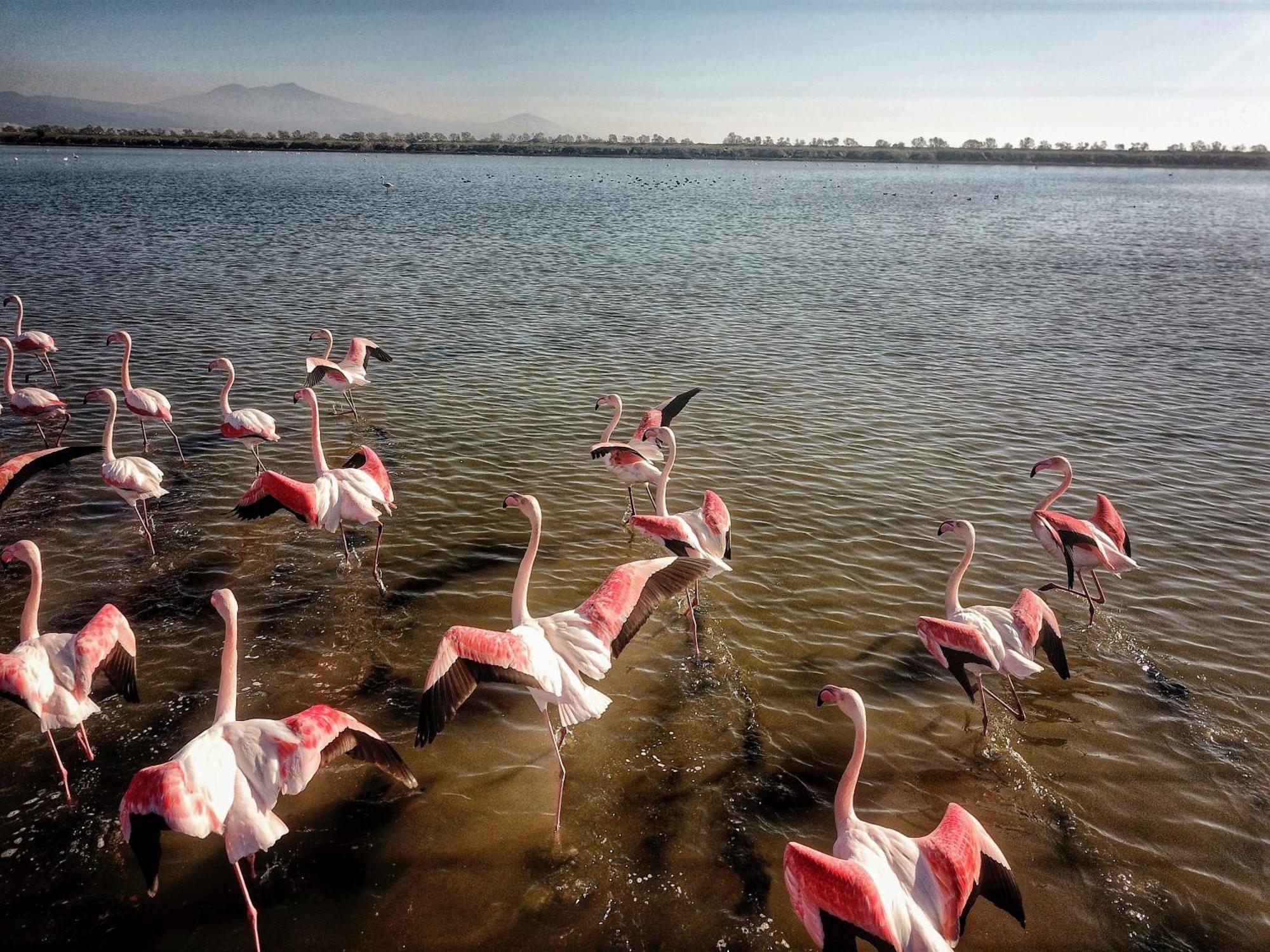 Flamingo View Suites Nea Poteidaia Zewnętrze zdjęcie